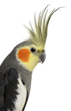 Cockatiel, Nymphicus Hollandicus, In Front Of White Background
