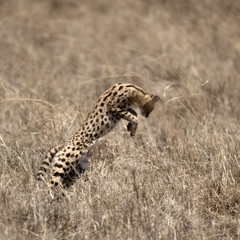 Sticker - Serval leaping in Serengeti, Tanzania, Africa