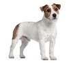 Jack Russell Terrier, 15 months old, standing
