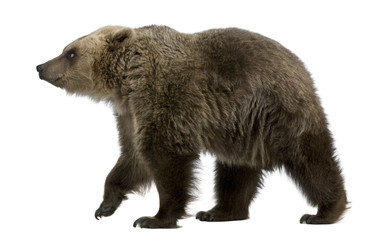 brown bear, 8 years old, walking in front of white background