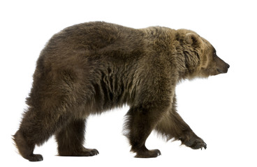 Wall Mural - Brown Bear, 8 years old, walking in front of white background