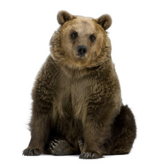 brown bear, 8 years old, sitting in front of white background