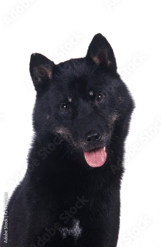 Hokkaido Ken Ou Aïnou Race De Chien Japonais Buy This