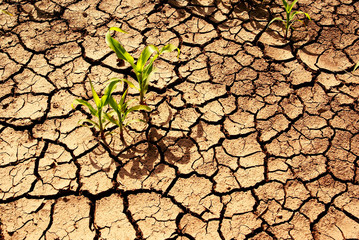 Plant survivals in cracked earth