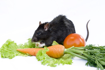 Wall Mural - Rat in vegetables