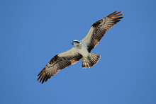 Osprey (pandion Haliaetus)