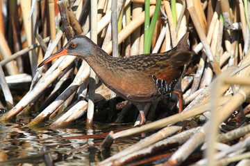 Fototapete - Virginia Rail (Rallus limicola)