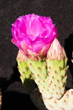Beavertail Cactus Blossoms
