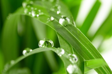 water drops on the green grass