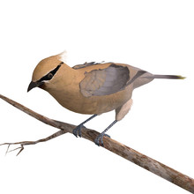 Cedar Waxwing. 3D Rendering With Clipping Path And Shadow Over W