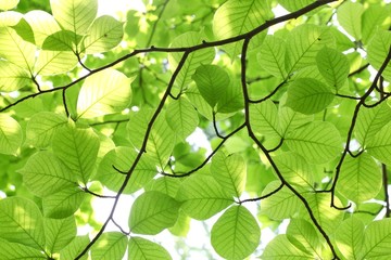 Wall Mural - green leaves background