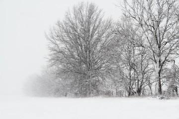 Wall Mural - Trees in a snow storm