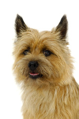 Poster - Cairn Terrier dog