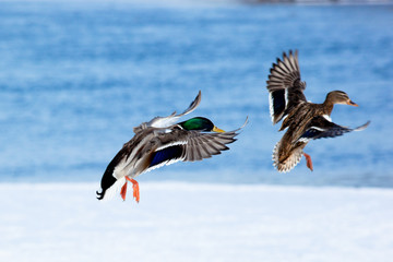 Poster - Mallard, Anas platyrhynchos