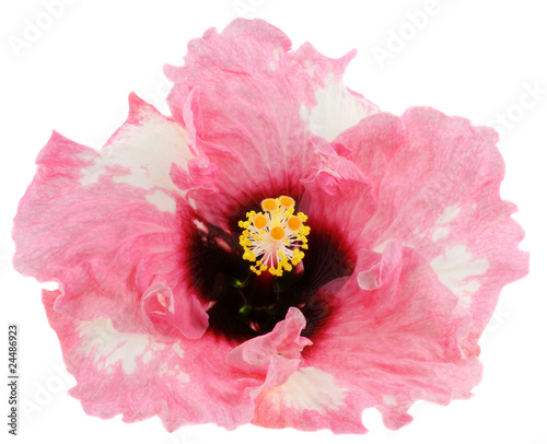 Fleur Géante Rose Panaché Dhibiscus Fond Blanc Buy This