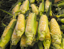 Organic Corn For Sale At Farmers Market