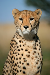 Wall Mural - cheetah portrait