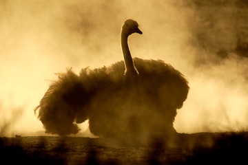 Poster - Ostrich taking a dust bath, Kalahari, South Africa