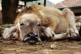 Fototapeta Sawanna - Balinesischer Wasserbüffel