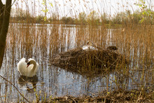 Parent Swans On Nest