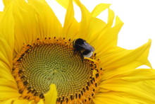 Biene Auf Sonnenblume