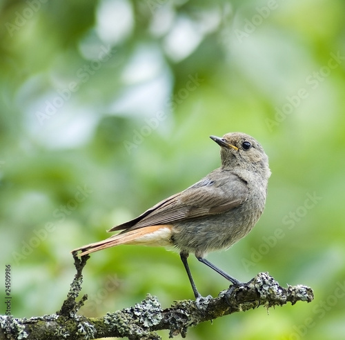 Oiseau Rouge Queue Buy This Stock Photo And Explore