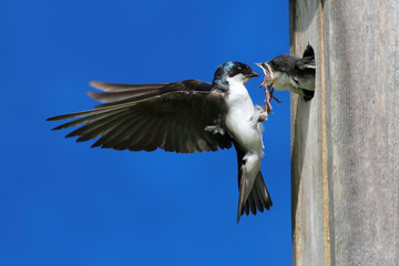 Fototapete - Tree Swallow Feeding Babies