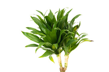 Wall Mural - Dracaena plant isolated on the white background