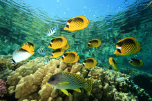 Butterflyfishes And Sweetlips On Coral Reef