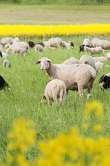 Sheep and Canola