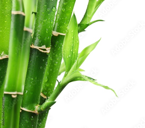 zielony-bambus-na-bialym-tle