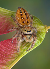 Wall Mural - Jumping spider on seed pod