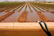 Irrigated Cotton Field