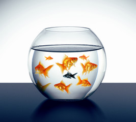 Poster - Goldfish swim