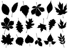 Vector Illustration Set Of 18 Autumn Leaf Silhouettes.