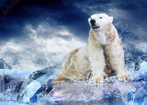 Fotomural White Polar Bear Hunter on the Ice in water drops.
