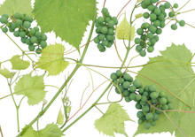 Isolated Unripe Green Grapes