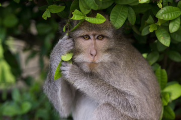 Wall Mural - Macaque monkey