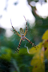 Spider