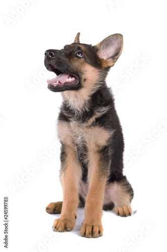 Bebe Berger Allemand Assis Stock Photo Adobe Stock