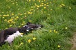 Deutsche Dogge im Gras wälzend