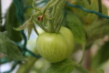 tomatoes 1