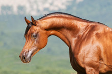 Bay Arabian Stallion Portrait