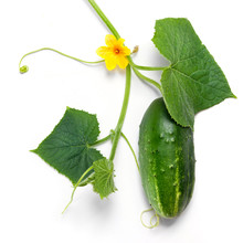 Green Cucumber With Leaves And Flower Isolated On White