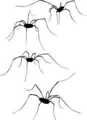 Wall Mural - four long leg spiders