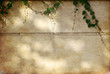 © denizbayram - ivy on the wall