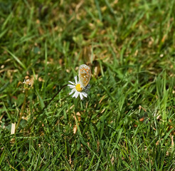 Common Blue butterfly on daisy