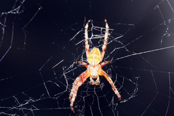 Spider