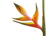 heliconia Detail