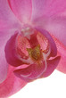 Orchidee rosa